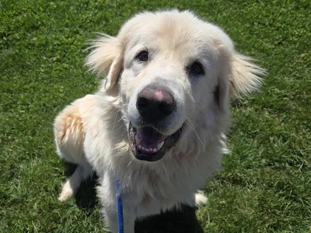 A young extra large-sized male Great Pyrenees dog named Otis for adoption in Auburn, CA