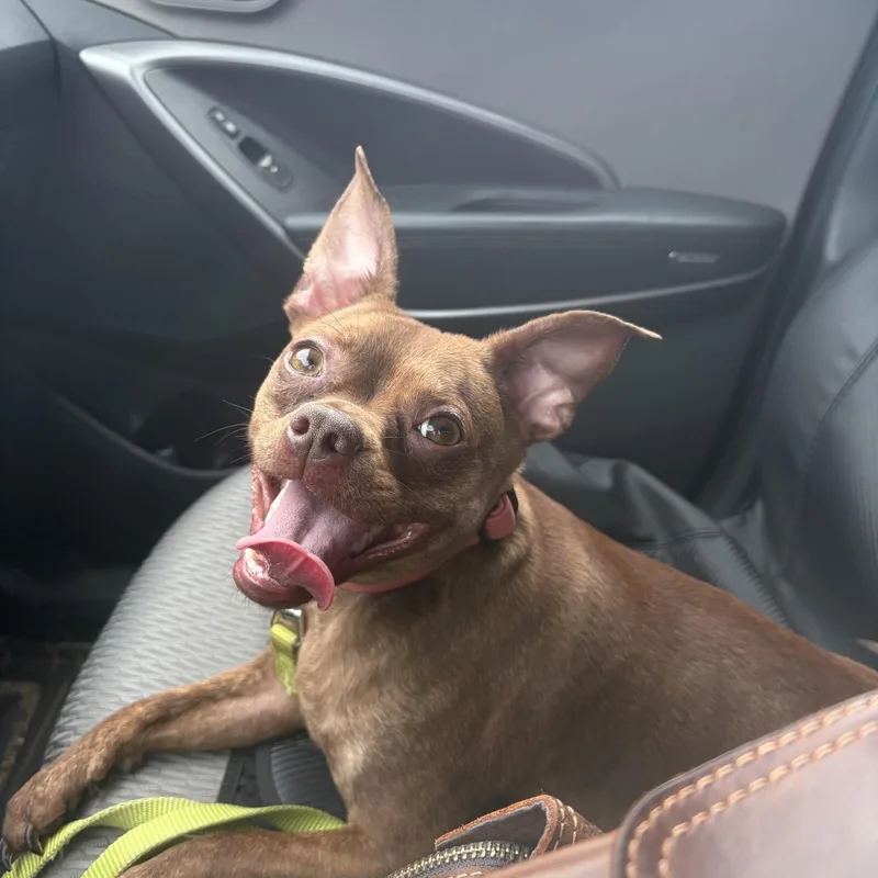 A young small-sized female Brown / Chocolate Chihuahua dog named Tootsie for adoption in Seneca, PA