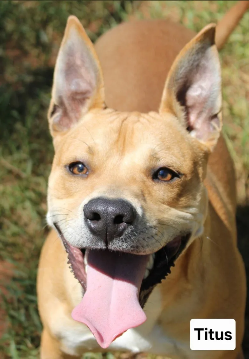 An adult large-sized male Pit Bull Terrier dog named Titus Dixon for adoption in Rockaway, NJ