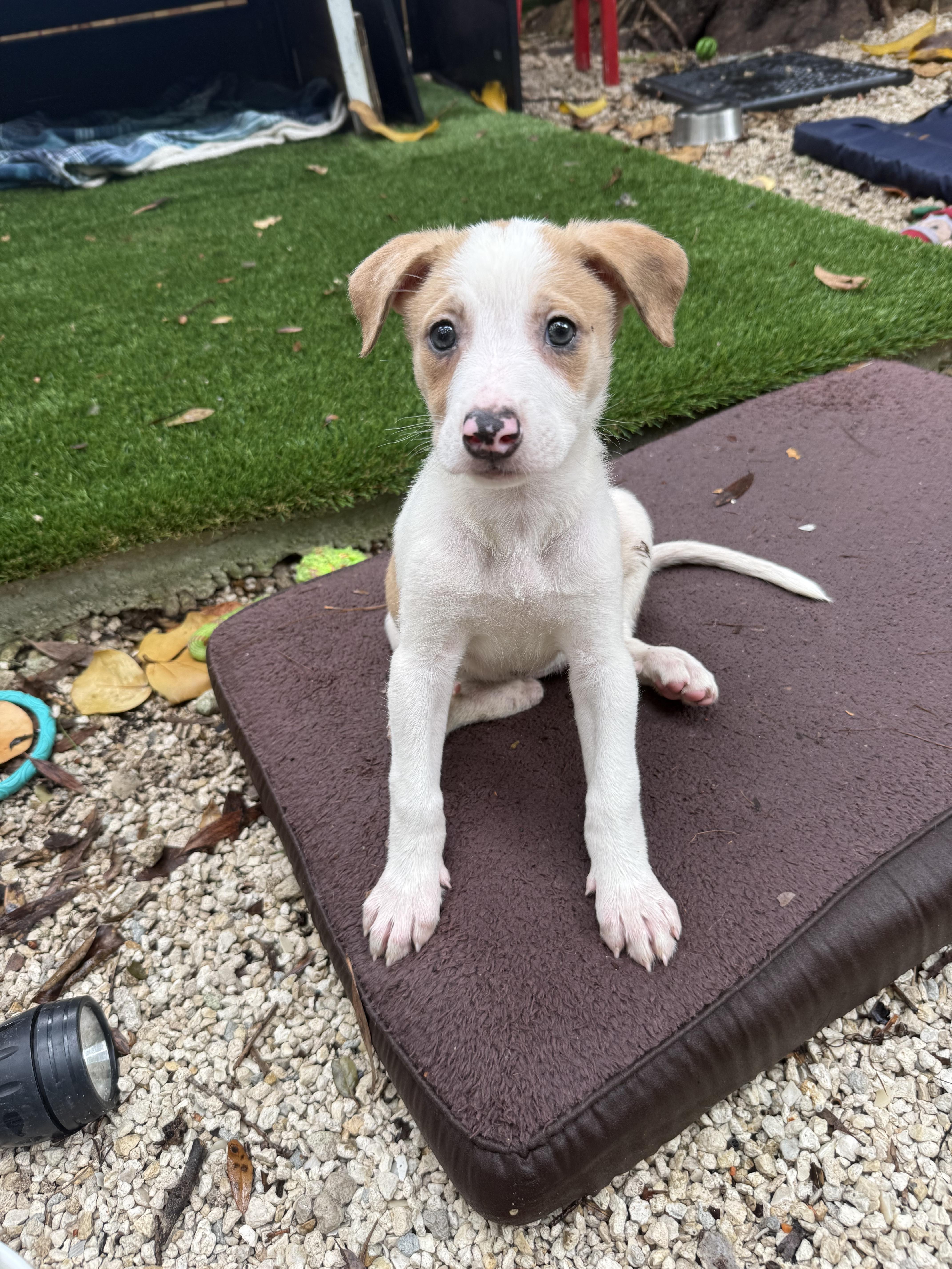 A baby medium-sized female Beagle dog named Linda for adoption in Miami, FL