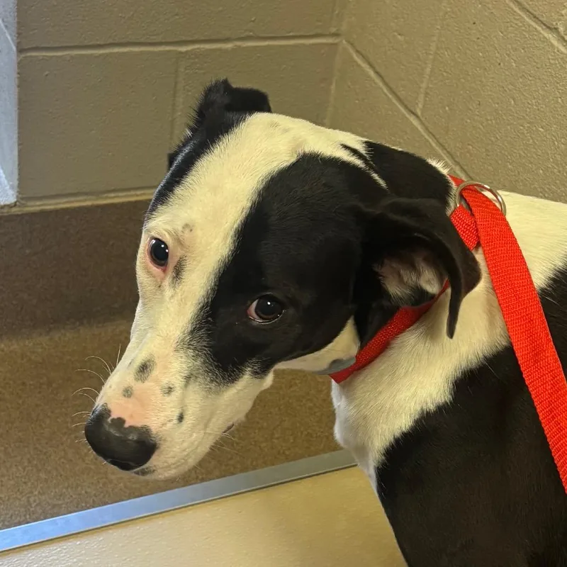 An adult medium-sized female Black Mixed Breed dog named PinkieLee for adoption in Hinesville, GA