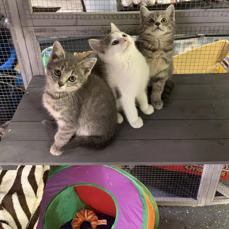 A baby medium-sized male Domestic Short Hair cat named Willie Cash for adoption in LAKE HOPATCONG, NJ