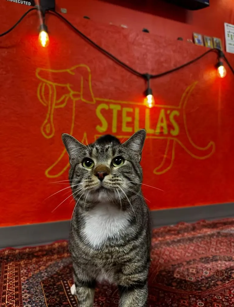 An adult medium-sized male Tabby (Buff / Tan / Fawn) Tabby cat named Greg for adoption in Winston Salem , NC