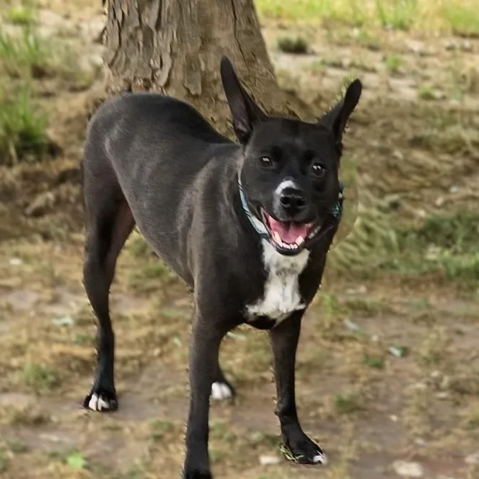 An adult medium-sized male Cattle Dog dog named Roscoe for adoption in Milledgeville, GA