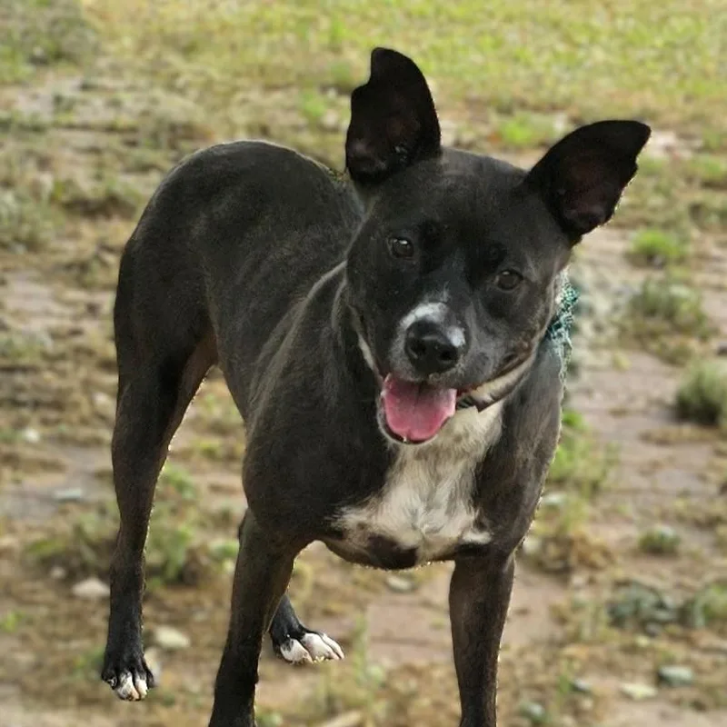Roscoe thumbnail 2