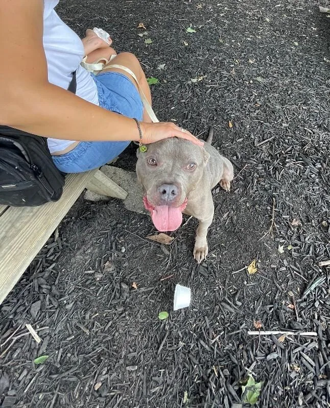 An adult large-sized male Mixed Breed dog named Corndog for adoption in Cincinnati, OH