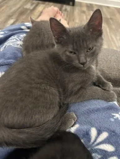 A baby medium-sized male Domestic Short Hair cat named Dakota for adoption in Youngsville, NC