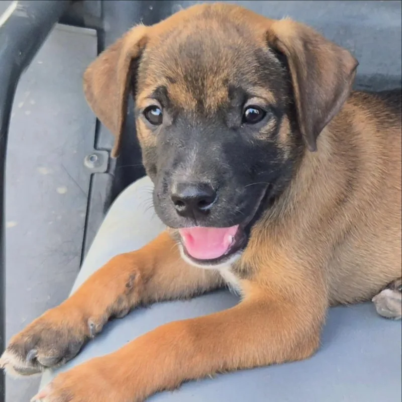A baby medium-sized male Mixed Breed dog named Cashew for adoption in sun prairie, WI