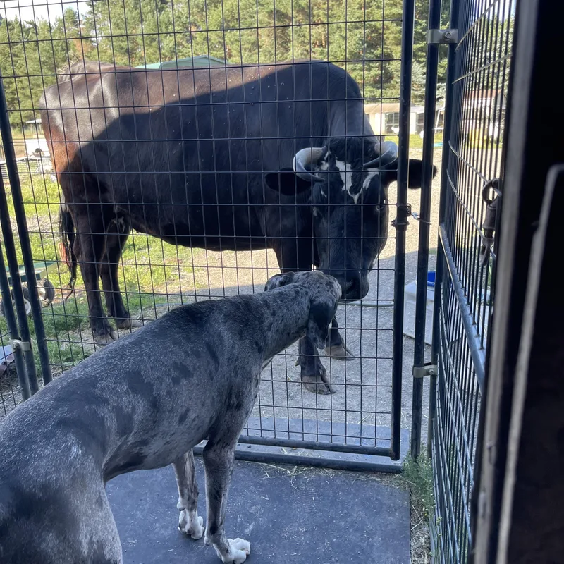 An adult extra large-sized male Merle (Blue) Great Dane dog named Loki for adoption in Oakville, WA