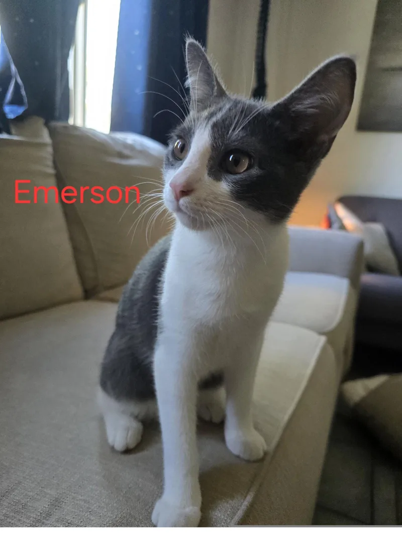 A young medium-sized male Domestic Short Hair cat named Spaz aka Emerson for adoption in Phoenix, AZ