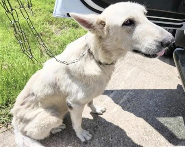 An adult large-sized female German Shepherd Dog dog named A for adoption in Houston, TX