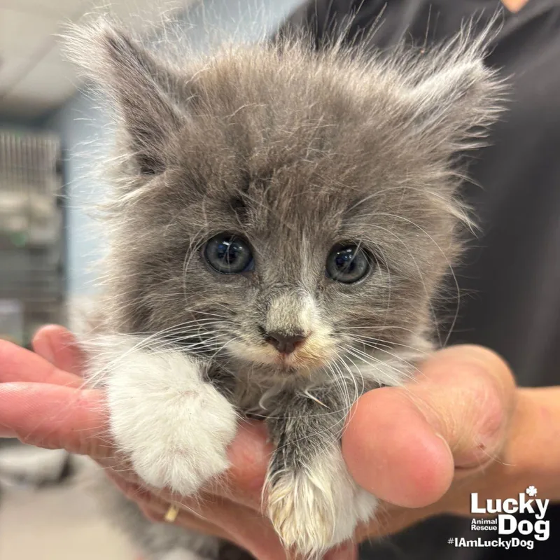 A baby medium-sized male Gray & White Domestic Long Hair cat named Neal for adoption in Washington, DC