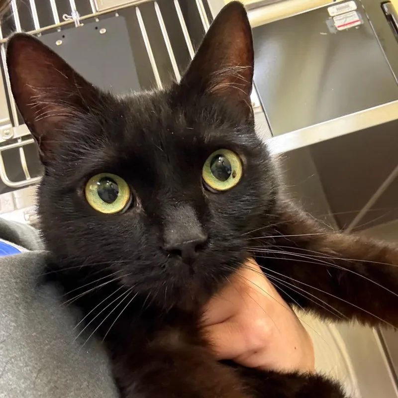 An adult medium-sized male Black Domestic Short Hair cat named Hal for adoption in Dover, NH
