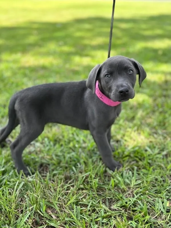A baby small-sized female Gray / Blue / Silver Labrador Retriever dog named Tulip for adoption in Aiken, SC
