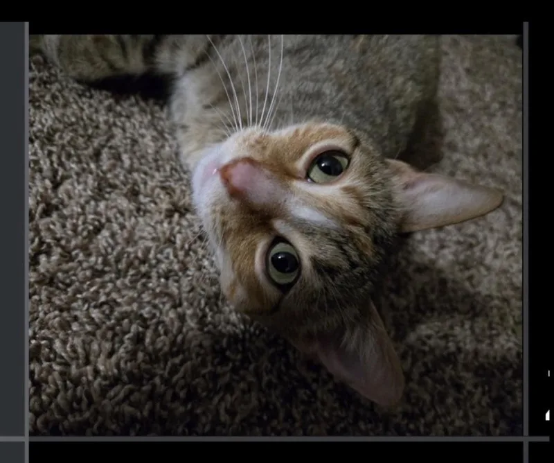 An adult medium-sized female Domestic Short Hair cat named Zell for adoption in Lafayette, CO