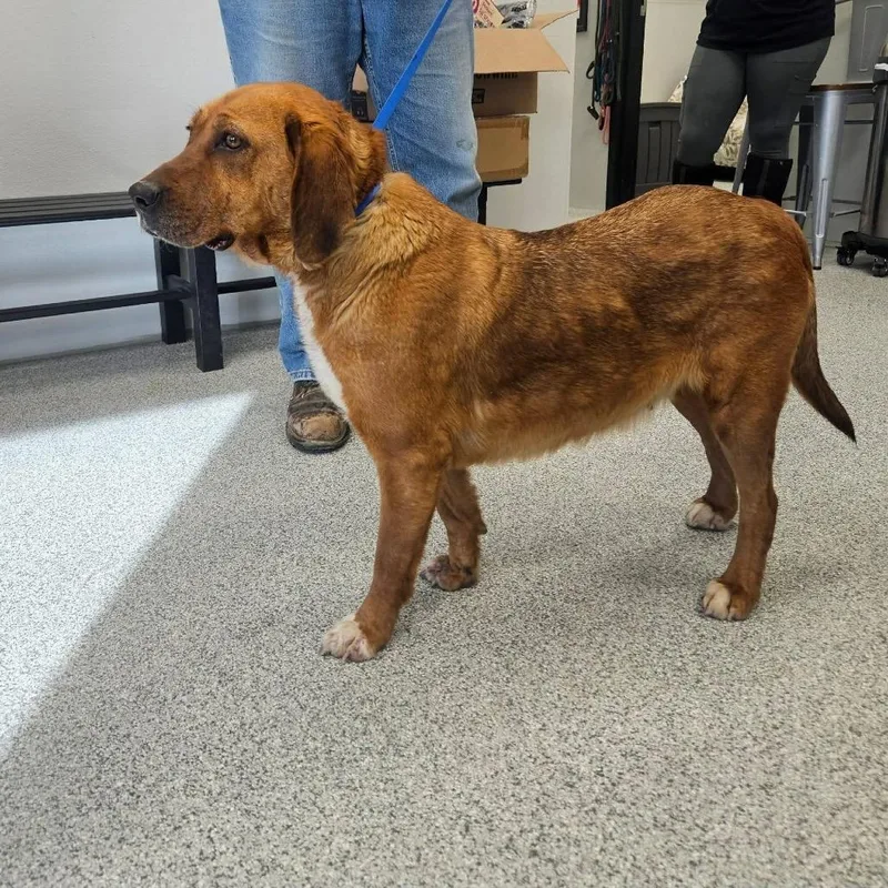 Lavender thumbnail 2