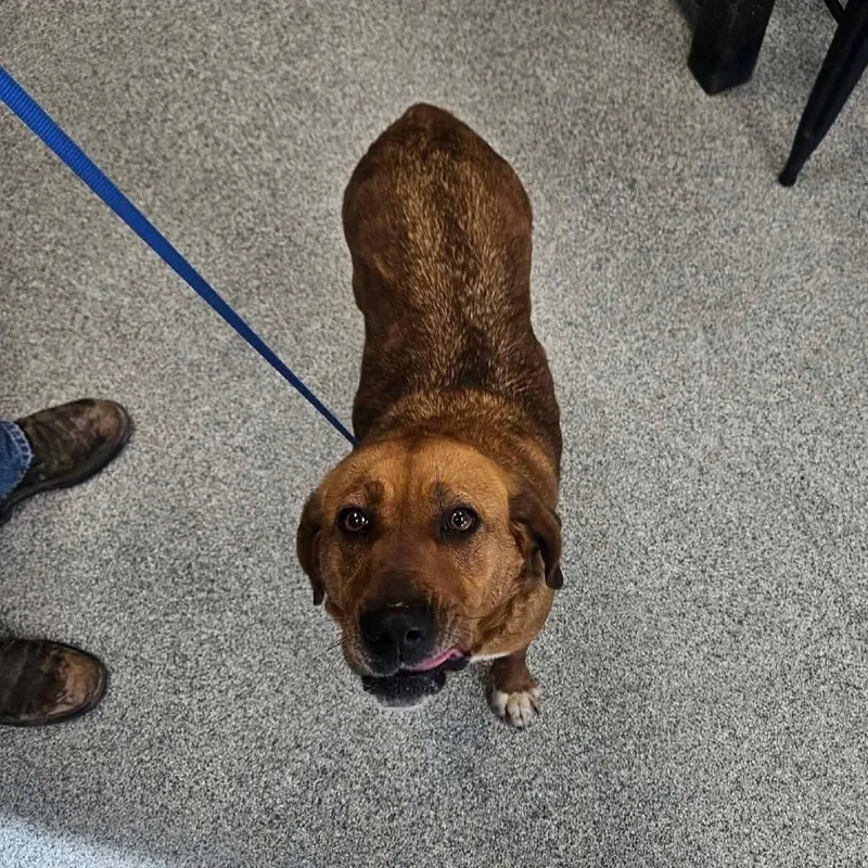 Lavender thumbnail 3