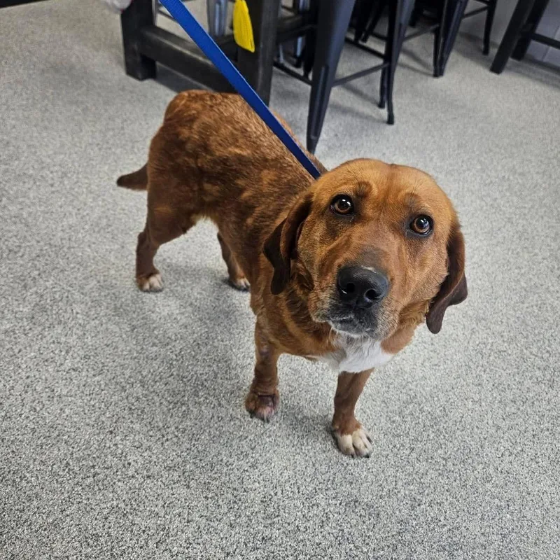 An adult medium-sized female Red / Chestnut / Orange Hound dog named Lavender for adoption in Monticello, IA