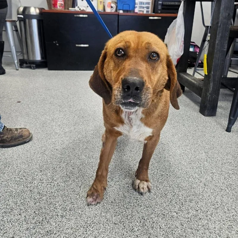 Lavender thumbnail 4