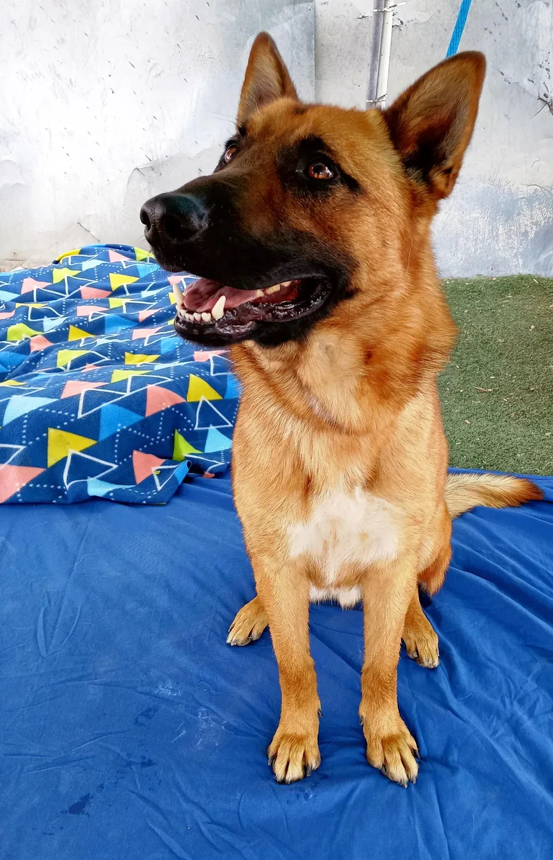 An adult large-sized male German Shepherd Dog dog named Angelito for adoption in Apple Valley, CA