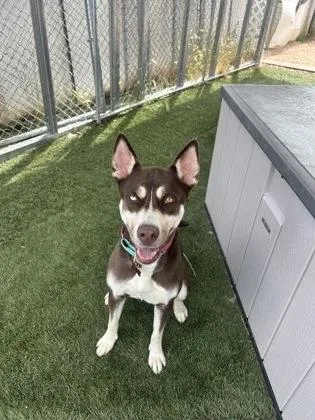 An adult medium-sized female Siberian Husky dog named Sheena for adoption in Divide, CO