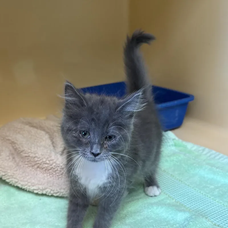 A baby small-sized female Domestic Long Hair cat named Gargoyle for adoption in East Hanover, NJ