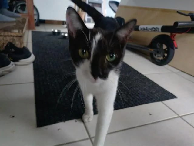 An adult medium-sized female Domestic Short Hair cat named Sutton for adoption in Fort Lauderdale, FL