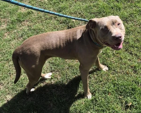 A young medium-sized female Pit Bull Terrier dog named Pen Mercedes for adoption in Lawrenceville, GA