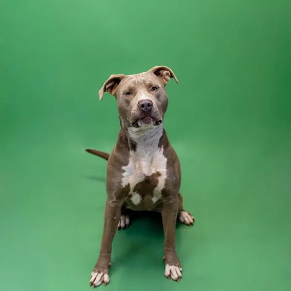 Pen  Mercedes thumbnail 2