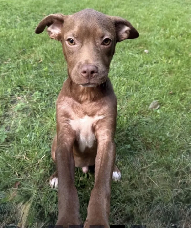 A baby medium-sized male Labrador Retriever dog named Scrabble for adoption in Bradenton, FL