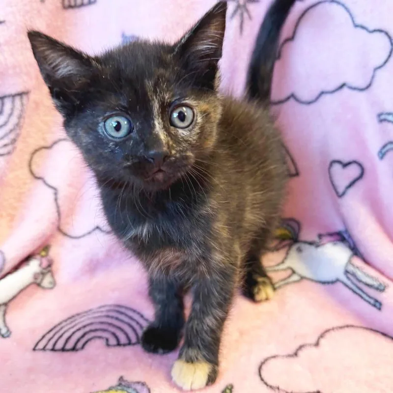 A baby small-sized female Tortoiseshell Domestic Short Hair cat named Princess Hissybottoms for adoption in Mount Juliet, TN