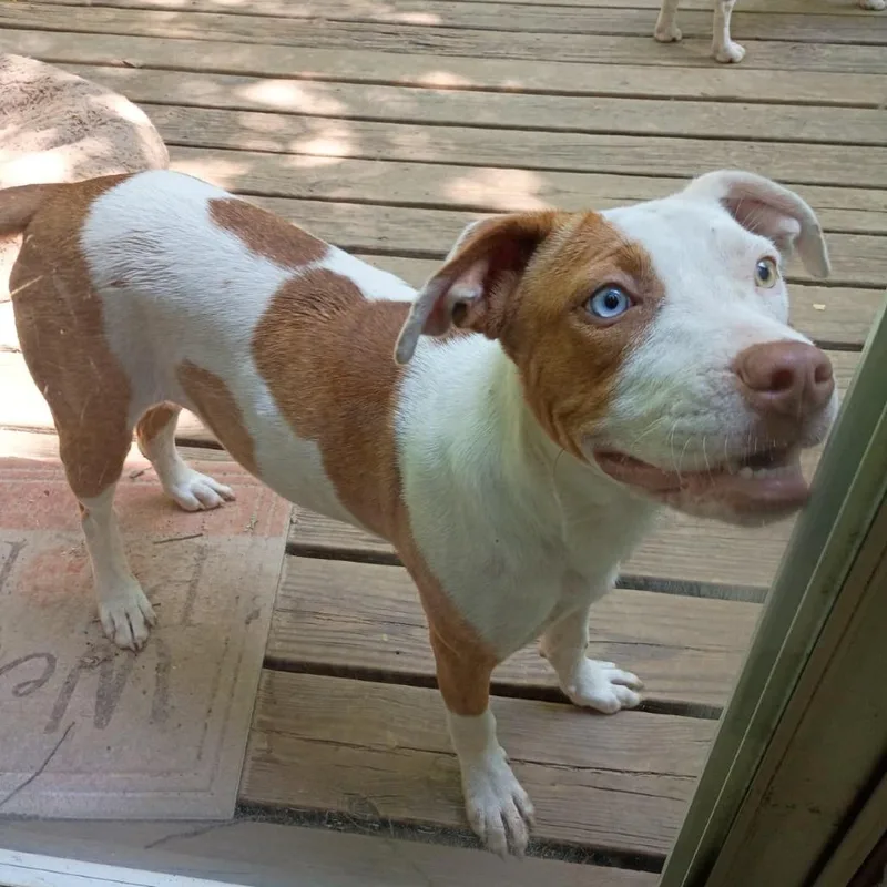 A young medium-sized female White / Cream Pit Bull Terrier dog named Sky for adoption in Wadena, MN