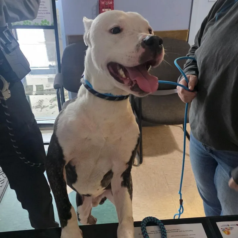 An adult large-sized male Mixed Breed dog named Kalabar for adoption in Easton, PA