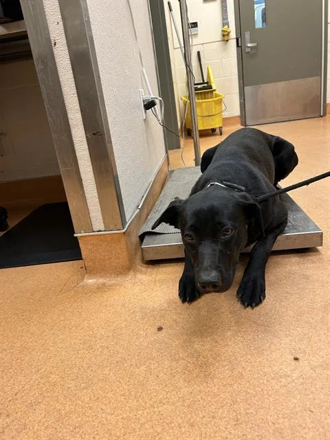 A young large-sized male Labrador Retriever dog named Jerry for adoption in Martinez, CA