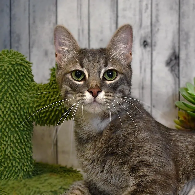 A young medium-sized female Domestic Short Hair cat named Sage for adoption in Roanoke, TX