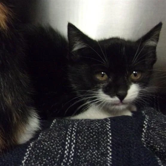A young small-sized female Domestic Short Hair cat named Cruella for adoption in Van Nuys, CA