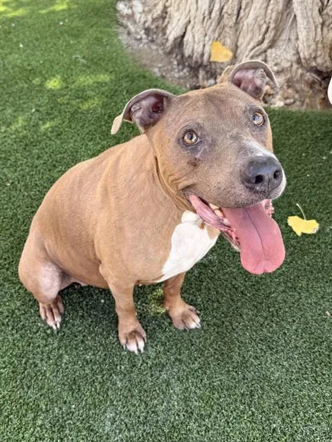 An adult medium-sized female Pit Bull Terrier dog named Lily for adoption in Castaic, CA