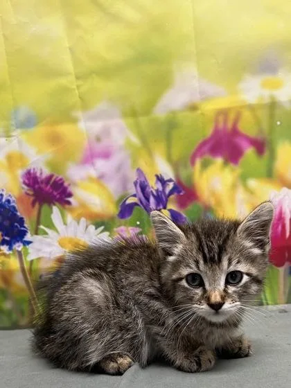 A baby small-sized male Domestic Short Hair cat named Frenchie for adoption in San Antonio, TX