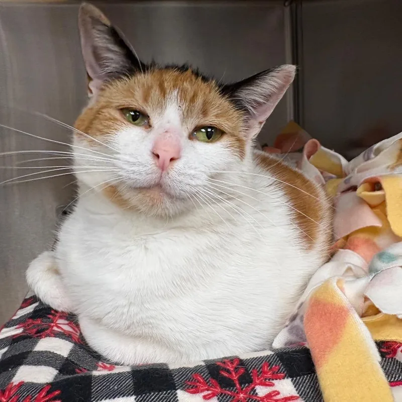 An adult medium-sized female Orange / Red Domestic Short Hair cat named Hazel for adoption in Mentor, OH