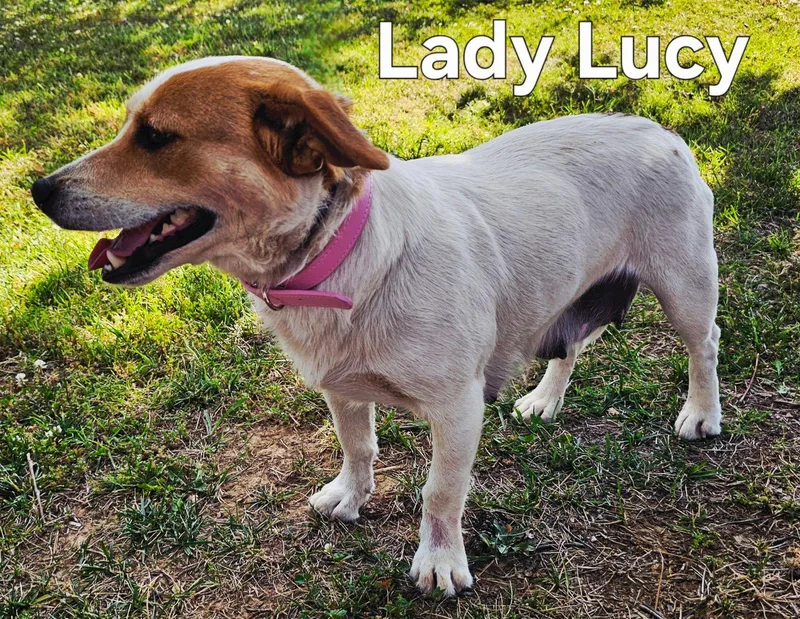 Lady Lucy thumbnail 3
