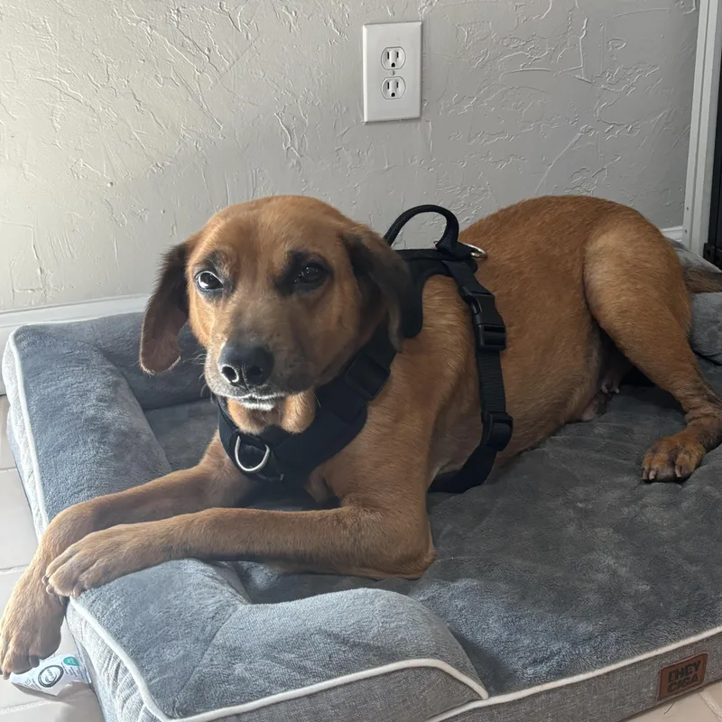 An adult medium-sized male Terrier dog named Burt for adoption in Cornelius, NC