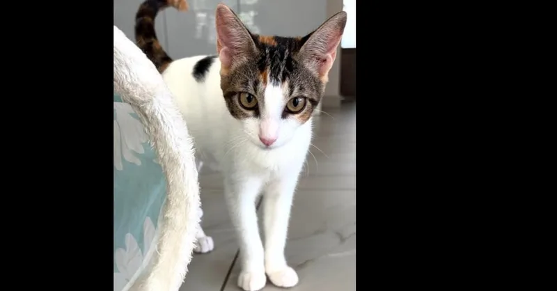 A baby small-sized female Domestic Short Hair cat named Athenea for adoption in Naranjito, PR