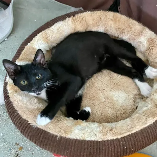 A baby small-sized male Black Domestic Short Hair cat named Singer for adoption in Jupiter, FL