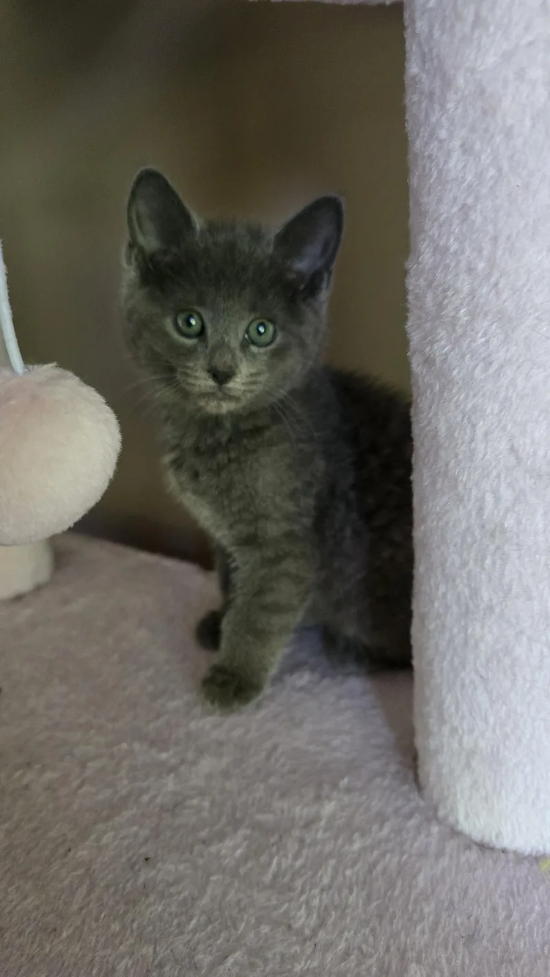 A baby small-sized male Domestic Short Hair cat named Gobble for adoption in BREINIGSVILLE, PA