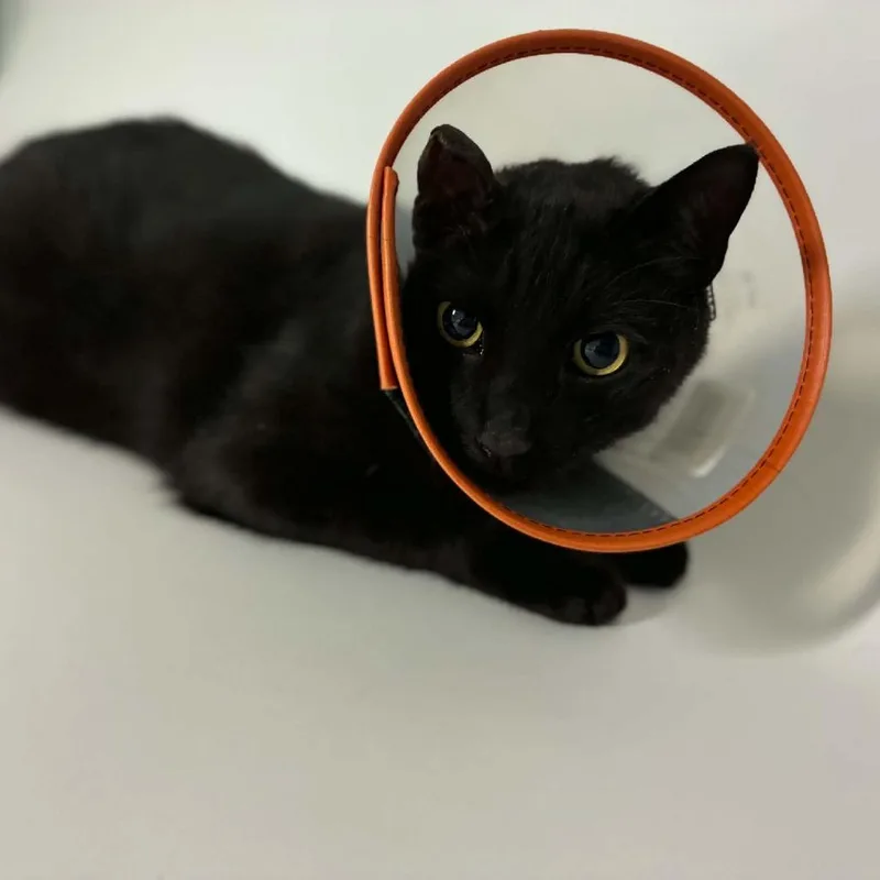 A young small-sized male Black Domestic Short Hair cat named Chavelo for adoption in Shelbyville, IN