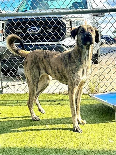 A young large-sized female Plott Hound dog named A for adoption in Pasadena, TX
