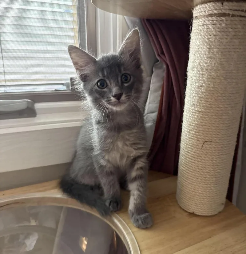 A baby medium-sized male Domestic Medium Hair cat named Maui Disney for adoption in Chandler, AZ