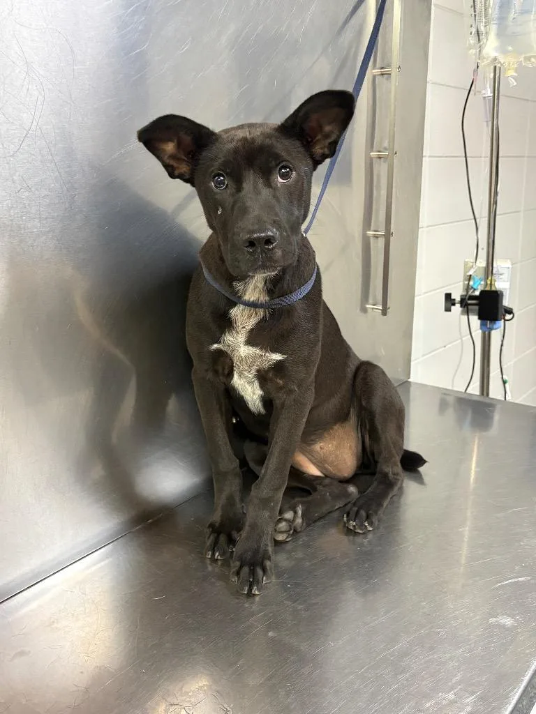 A baby large-sized female Mixed Breed dog named Johnnie for adoption in Tifton, GA