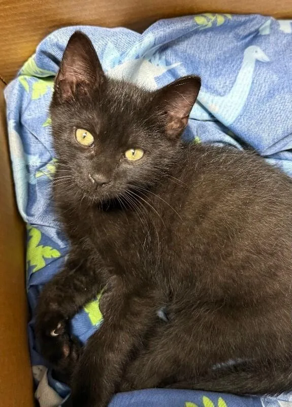 A young small-sized female Domestic Short Hair cat named Georgia for adoption in Yankton, SD