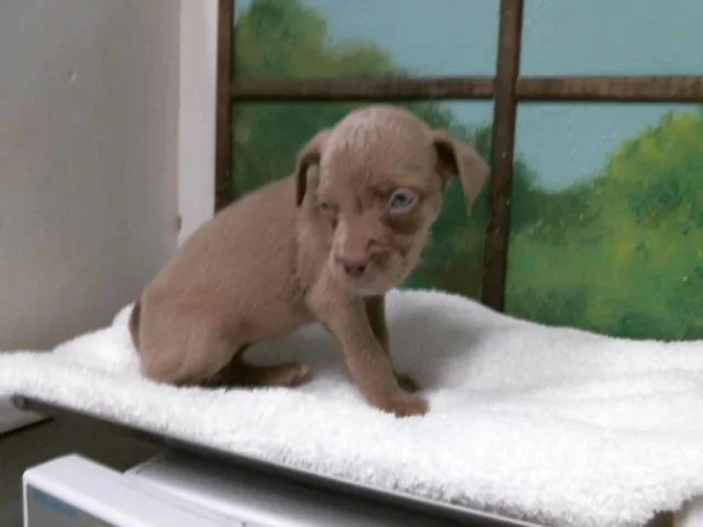 A baby small-sized female Staffordshire Bull Terrier dog named Lani for adoption in Houston, TX